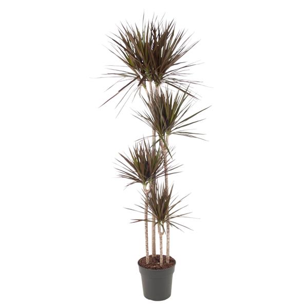 Dracaena Magenta - ↨180cm - Ø27cm