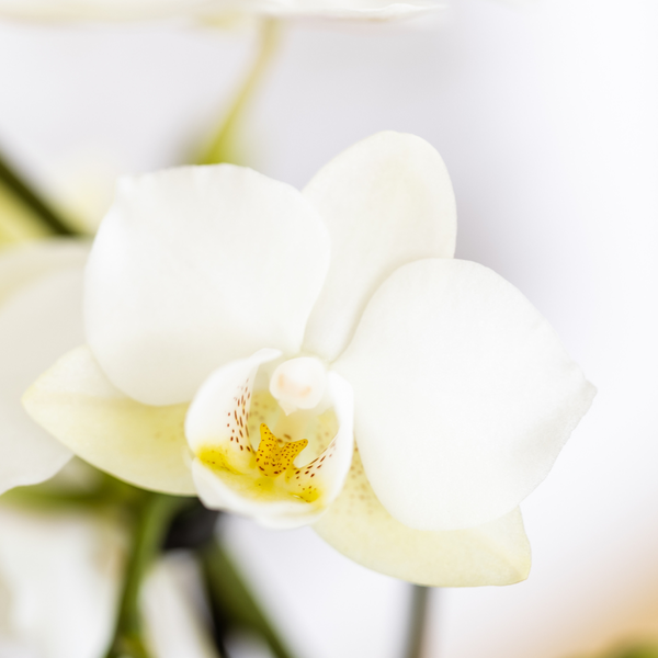 Plantenset Star Fish - Witte Phalaenopsis Orchidee Lausanne en Succulent incl. keramieken sierpotten op wit organisch dienblad