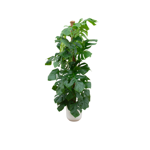Monstera Pertusum incl. pot Wit - ↨150cm - Ø26cm