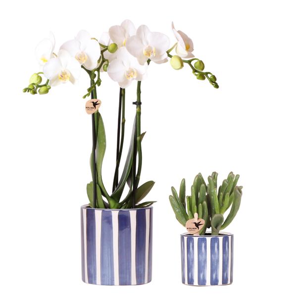 Set van witte Phalaenopsis orchidee Amabilis en Succulent Crassula Hobbit in Painted Stripe pot blauw - potmaat Ø9cm + Ø6cm