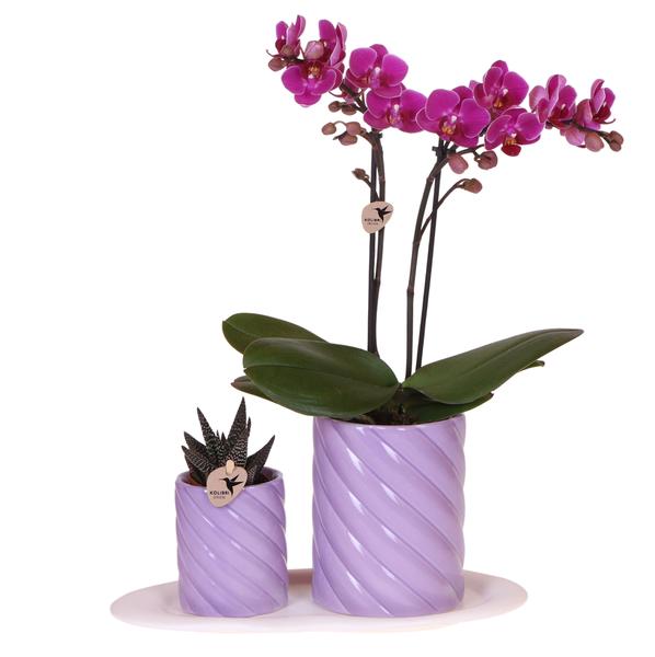 Gift set Optimism small lila - Groene plant met oranje Phalaenopsis orchidee in Candy sierpotten op wit organisch dienblad