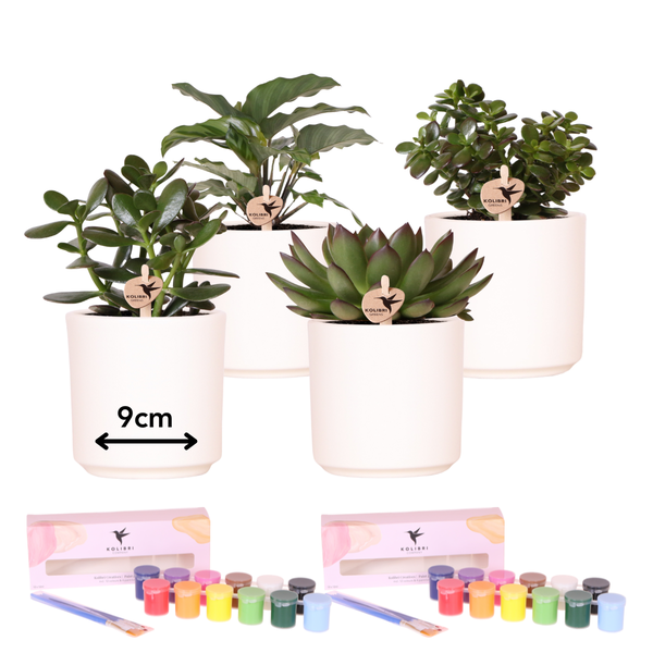 Bloempotten met Succulenten (12 stuks) en Verfpakket - Voor 4 personen - Creatieve Workshop Set