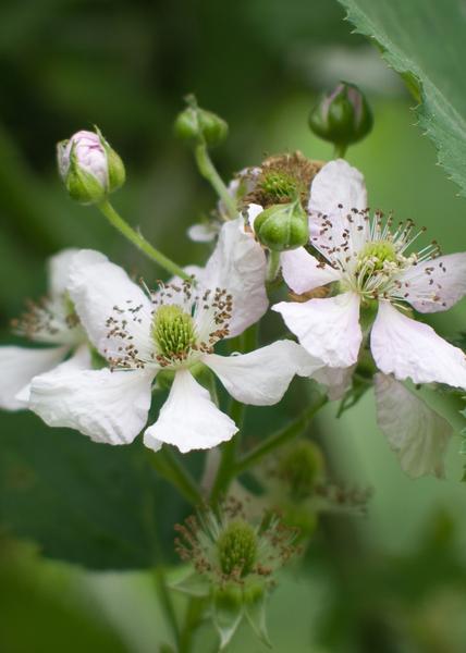Doornloze Braam - Rubus fruticosus 'Thornless Evergreen' - ↨45cm - Ø13
