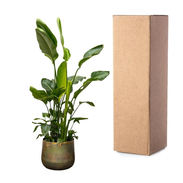 Strelitzia Nicolai de luxe XXL - ↨250cm - Ø40cm