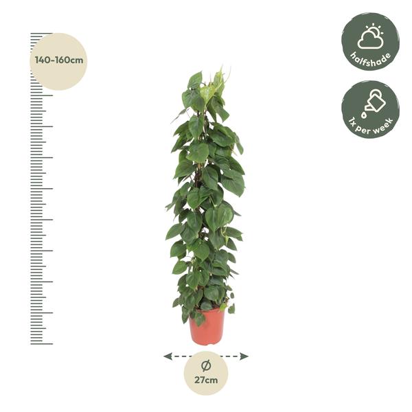 Philodendron Scandens gaasrek - ↨150cm - Ø27cm