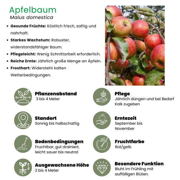 Biologische Appelboom Malus - ↨60cm - Ø20