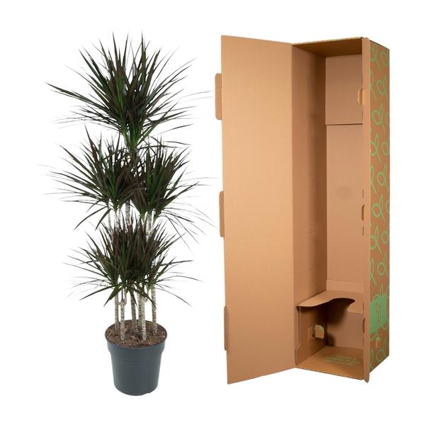Dracaena Magenta Carrousel - ↨150cm - Ø31cm