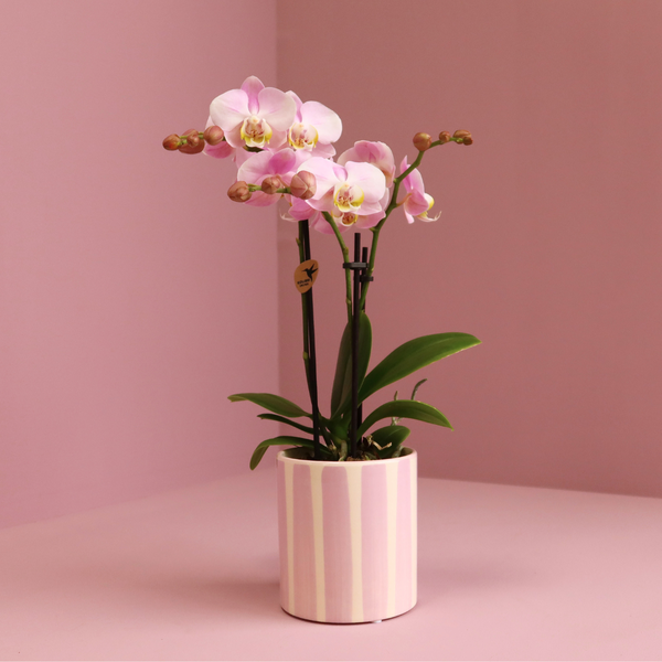 Roze Phalaenopsis orchidee Portugal + Painted Stripe pot roze - potmaat Ø9cm