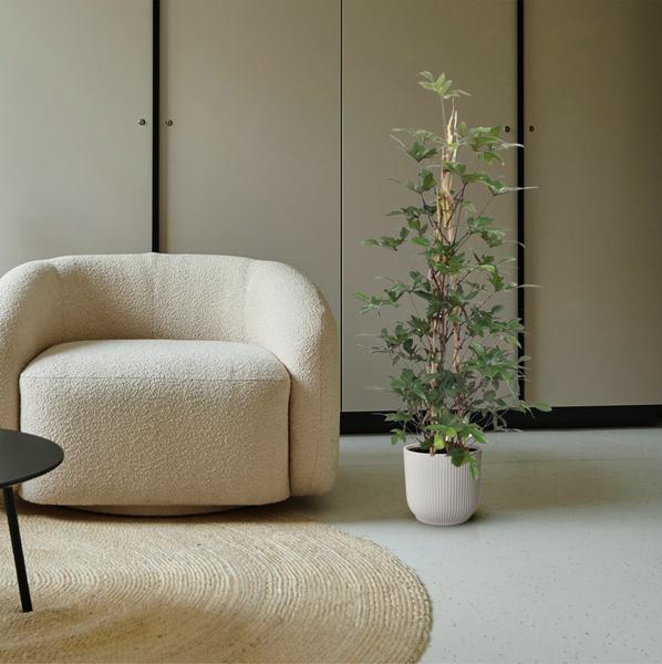 Philodendron Pedatum gaasrek - ↨160cm - Ø27cm