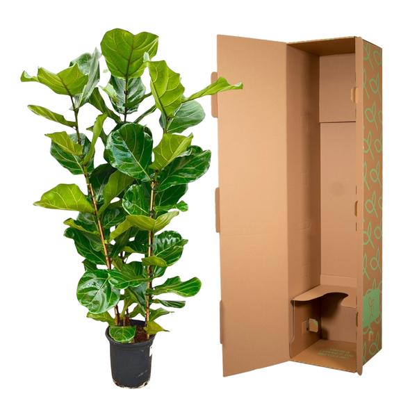 Ficus Lyrata struik - ↨160cm - Ø30cm