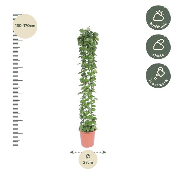 Cissus rotundifolia gaasrek - ↨160cm - Ø27cm