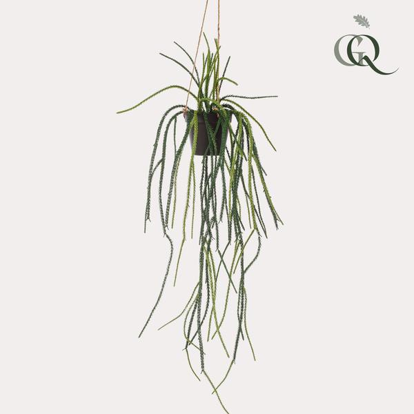 Rhypsalis - Koraalcactus - Kunstplant - ↨85 cm