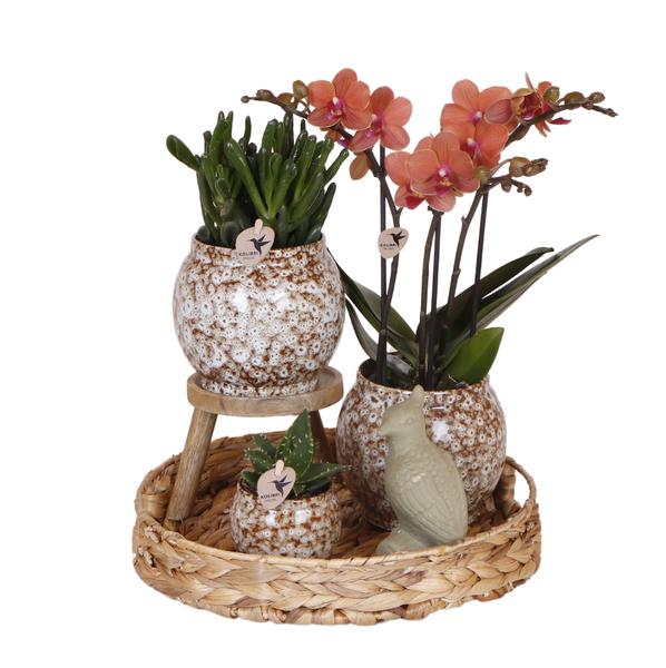 Plantenset Untamed Nature - Rode Phalaenopsis Orchidee en Succulenten incl. keramieken sierpotten