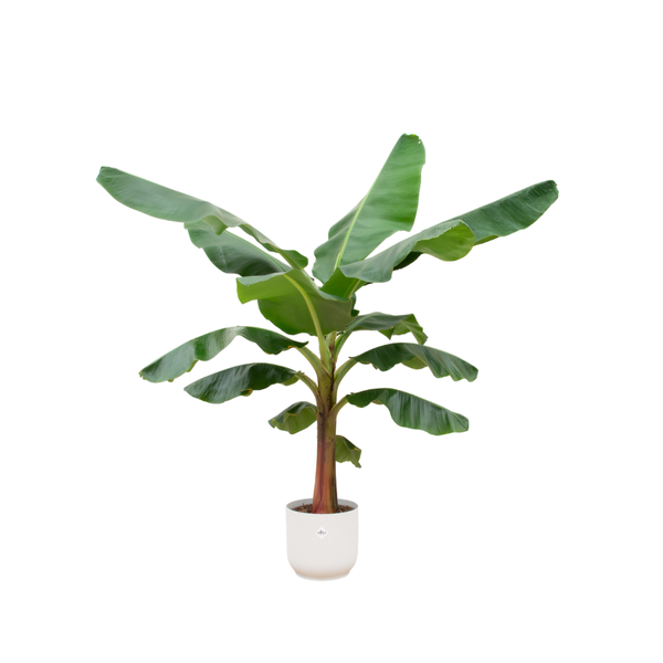 Bananenplant (Musa) - incl. bloempot Wit - ↨180cm - Ø30cm