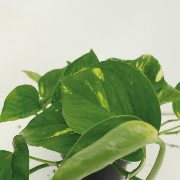 Epipremnum Aureum - Scindapsus - 2 stuks - ↨25cm - Ø15cm
