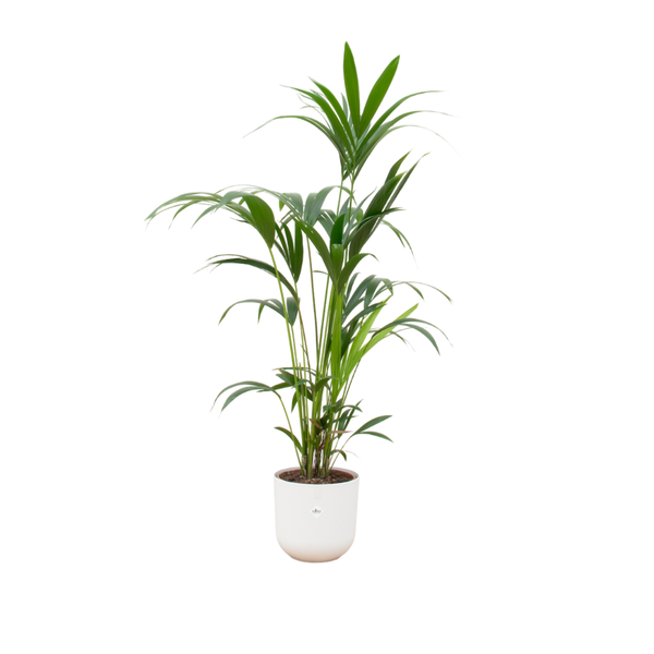 Kentia palm - incl. bloempot Wit - ↨160cm - Ø26cm