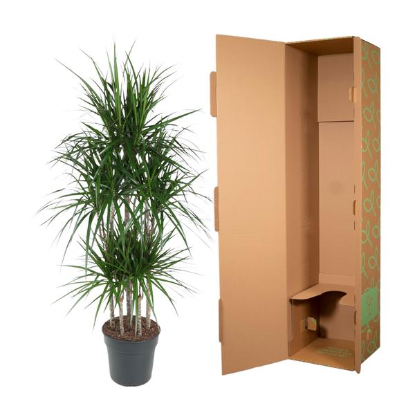 Dracaena Marginata Carrousel - ↨160cm - Ø31cm