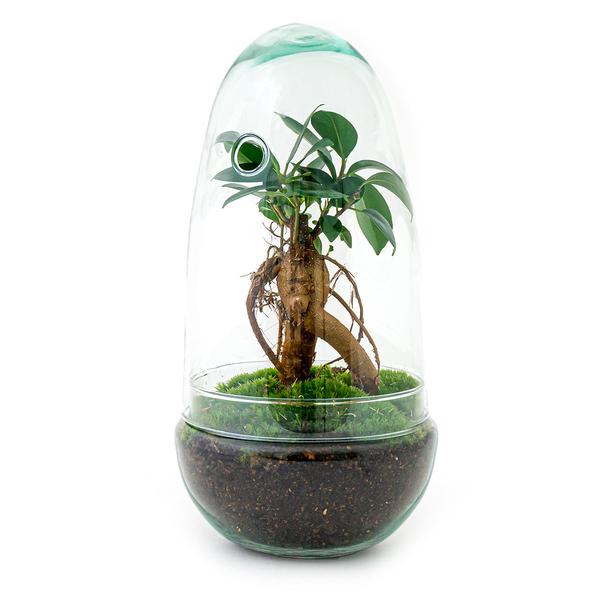 DIY terrarium - Egg Bonsai - ↨25cm