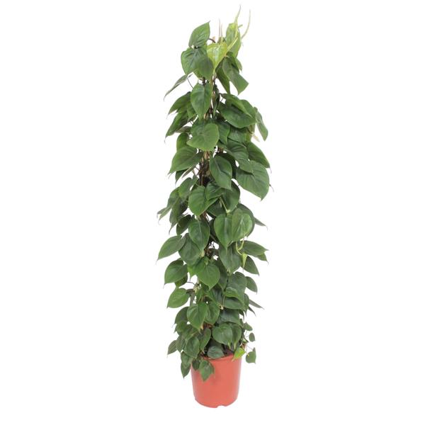 Philodendron Scandens gaasrek - ↨150cm - Ø27cm