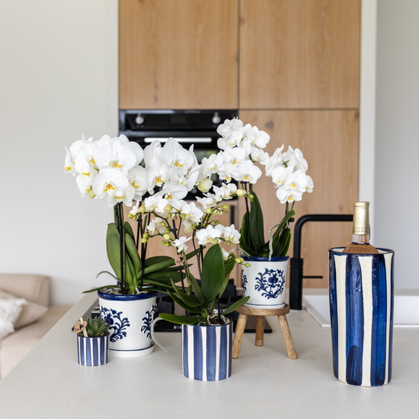 Set van witte Phalaenopsis orchidee Amabilis en Succulent Crassula Hobbit in Painted Stripe pot blauw - potmaat Ø9cm + Ø6cm