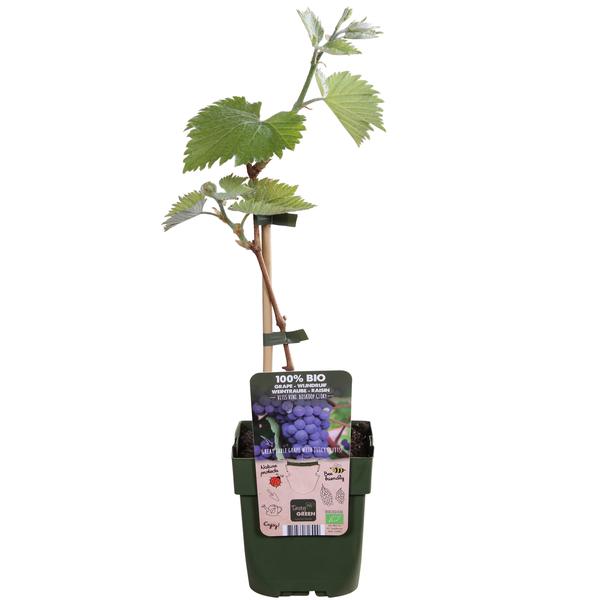 Blauwe druif - Vitis vinifera 'Boskoop Glory' - ↨45cm - Ø13cm