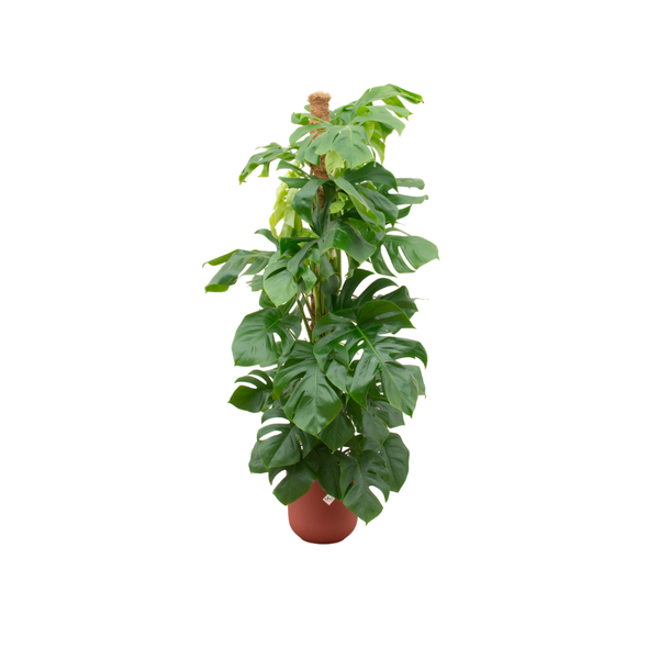 Monstera Pertusum incl. pot Rood - ↨150cm - Ø26cm