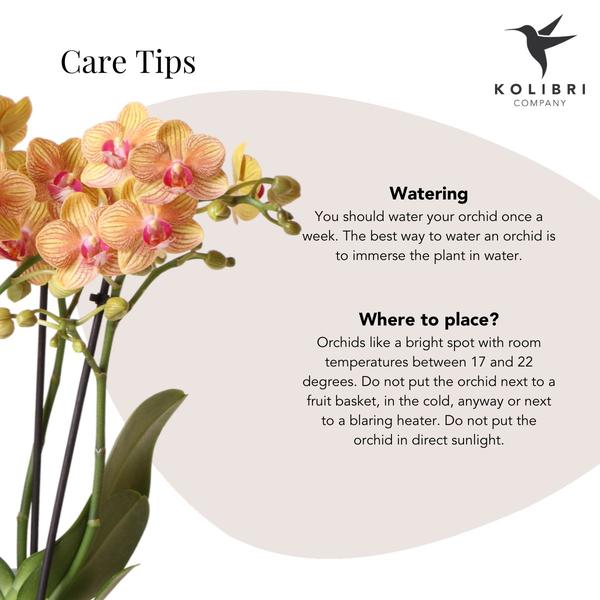 Plantenset Optimism peach - Groene plant met oranje Phalaenopsis orchidee in Candy sierpotten op wit organisch dienblad