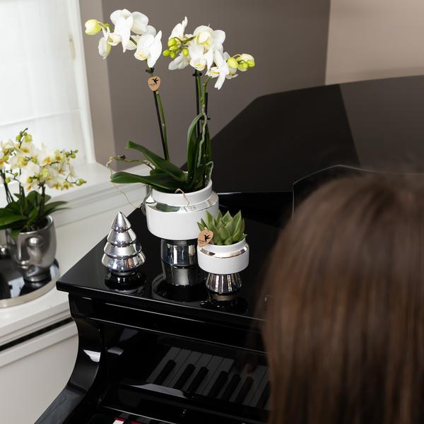 Set van witte orchidee en Succulent op zilveren dienblad