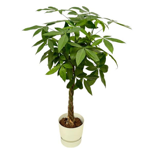 Pachira Aquatica - incl. bloempot Wit - ↨160cm - Ø30cm