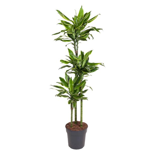 Dracaena Golden Coast - ↨160cm - Ø24cm