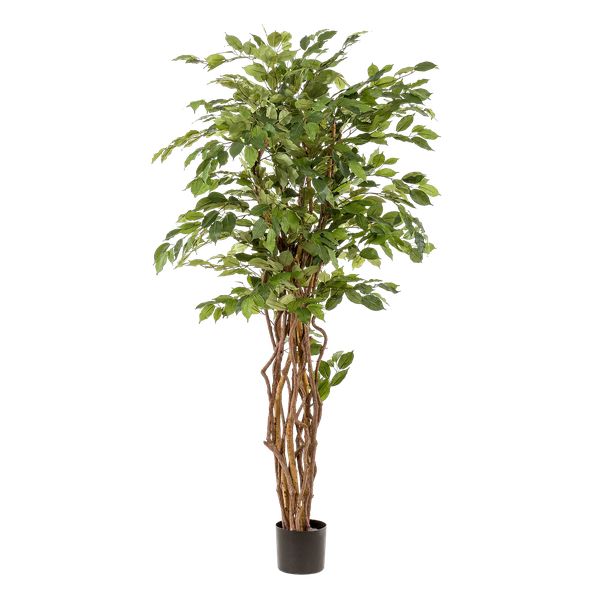 Ficus liana - Vioolbladplant - Kunstplant - ↨170cm