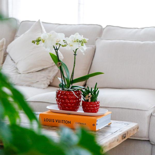 Plantenset Optimisme small - Groene planten met witte Phalaenopsis orchidee in Optimism sierpotten en witte dienblad