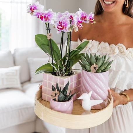 Plantenset Colourful Optimism - Roze Phalaenopsis Orchidee en Succulenten incl. keramieken sierpotten
