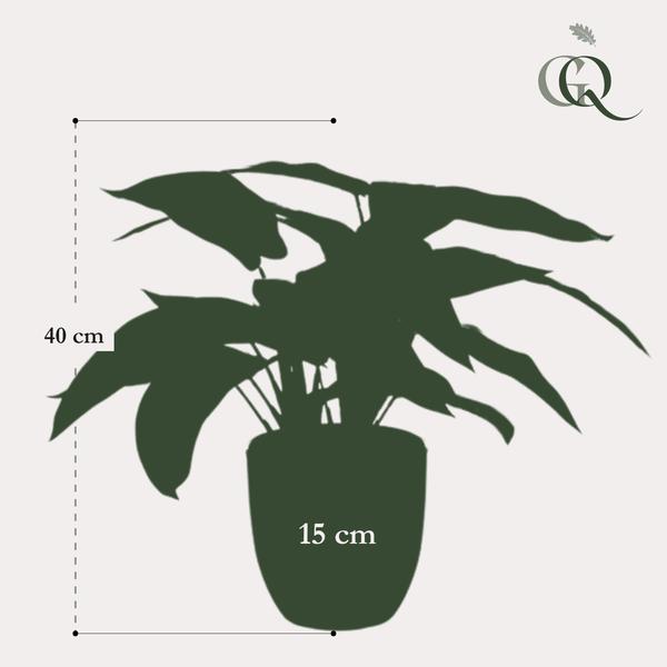 Calathea Zebrina - Schaduwplant - Kunstplant - ↨38 cm