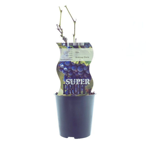 Blauwe druif - Vitis Boskoop Glory - ↨30cm - Ø12