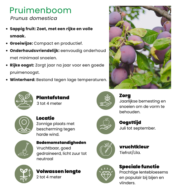 Biologische Pruimenboom Prunus Domestica - ↨60cm - Ø20