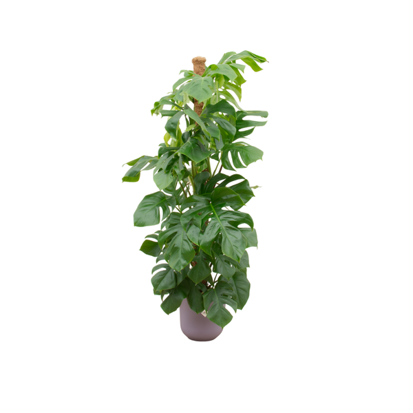 Monstera Pertusum incl. pot Lila - ↨150cm - Ø26cm