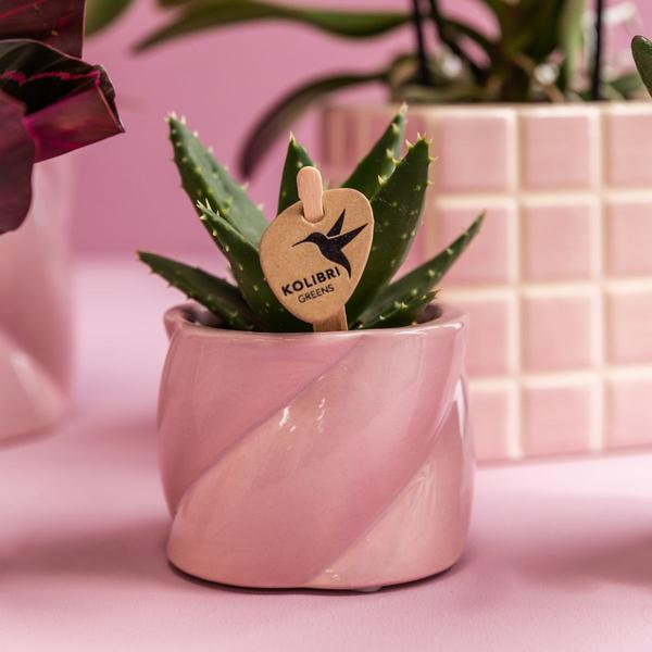 Plantenset Candy - Roze Phalaenopsis Orchidee Portugal en Succulent incl. keramieken sierpotten