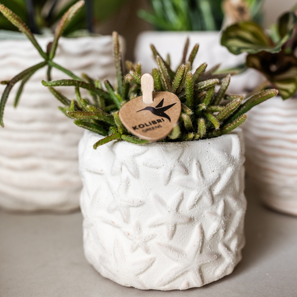 Plantenset Star Fish - Witte Phalaenopsis Orchidee Lausanne en Succulent incl. keramieken sierpotten op wit organisch dienblad