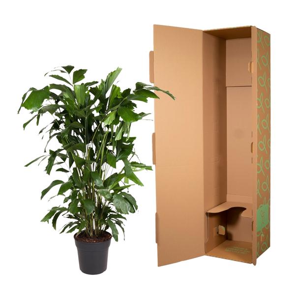 Caryota Mitis - ↨140cm - Ø27cm
