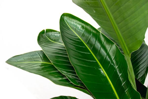 Strelitzia Nicolai de luxe XXL - ↨250cm - Ø40cm