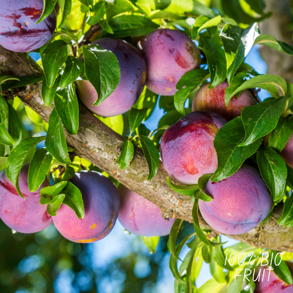 Biologische Pruimenboom Prunus Domestica - ↨60cm - Ø20