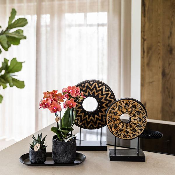 Plantenset Home Hub - Oranje Phalaenopsis Orchidee Bolzano en Succulent incl. keramieken sierpotten op zwart dienblad