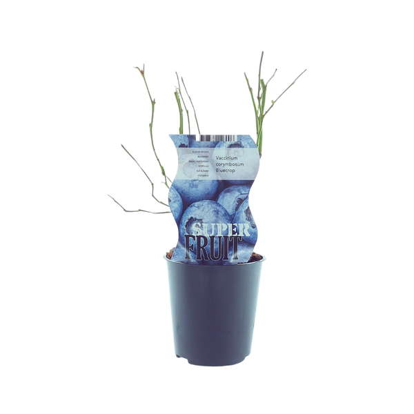 Blauwe bes - Vaccinium Bluecrop - ↨30cm - Ø12cm