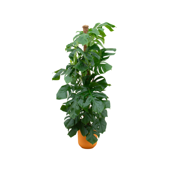Monstera Pertusum incl. pot Geel - ↨150cm - Ø26cm