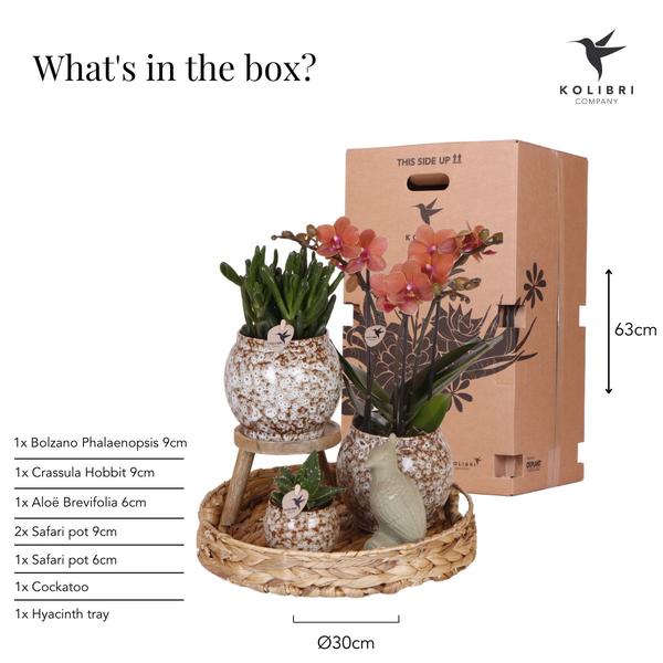 Plantenset Untamed Nature - Rode Phalaenopsis Orchidee en Succulenten incl. keramieken sierpotten