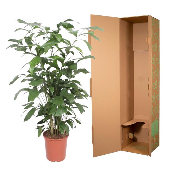 Caryota Mitis - ↨140cm - Ø27cm