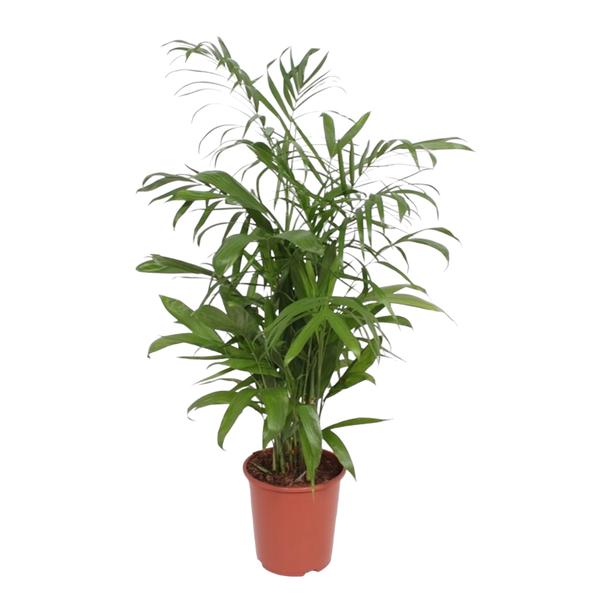 Chamaedorea Seifrizii - ↨140cm - Ø27cm