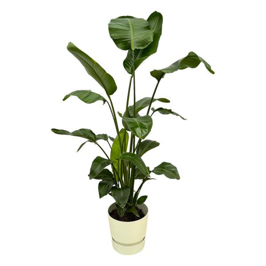 Strelitzia Nicolai - incl. bloempot Wit - ↨160cm - Ø30cm