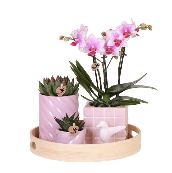 Plantenset Colourful Optimism - Roze Phalaenopsis Orchidee en Succulenten incl. keramieken sierpotten